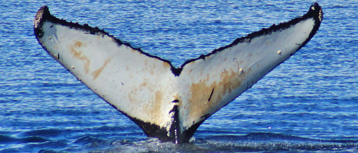 Fluke of Oreo (Antarctica)
