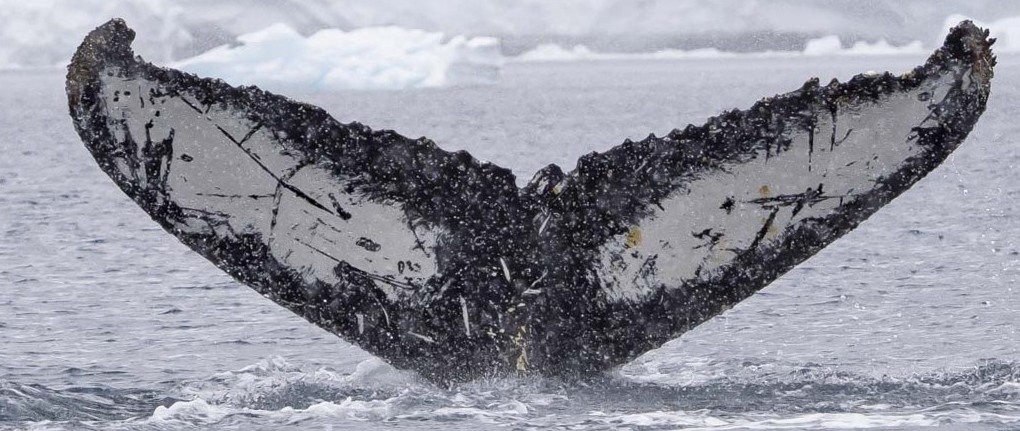 Fluke of Raven (Antarctica)
