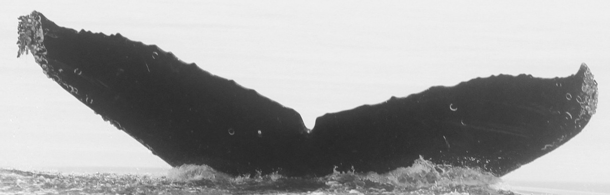 Fluke of CRC-10071