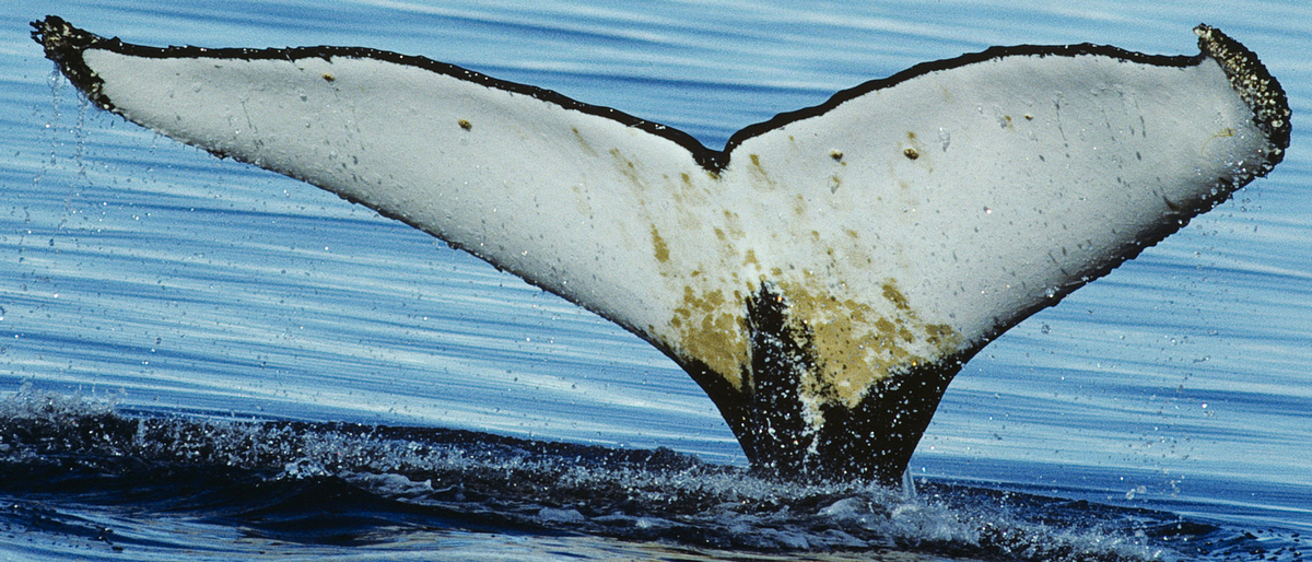Fluke of Carlos Zambrano (Ecuador)