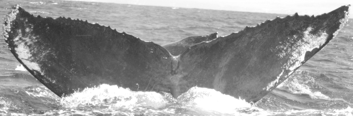 Fluke of CRC-10648