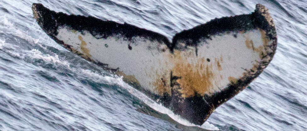 Fluke of HW-MN1300513