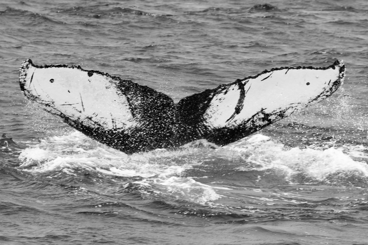Fluke of CRC-12444
