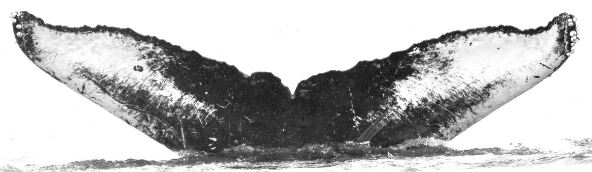 Fluke of Viper (Southeast Alaska)