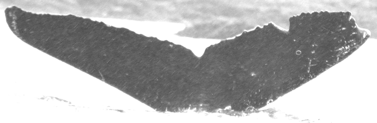 Fluke of Victorious (FS)