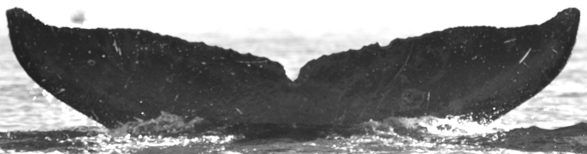 Fluke of Ulaula (FS)
