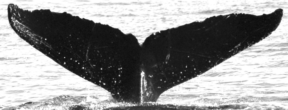 Fluke of Twyla aka Bermuda or AngleORepose (FS)