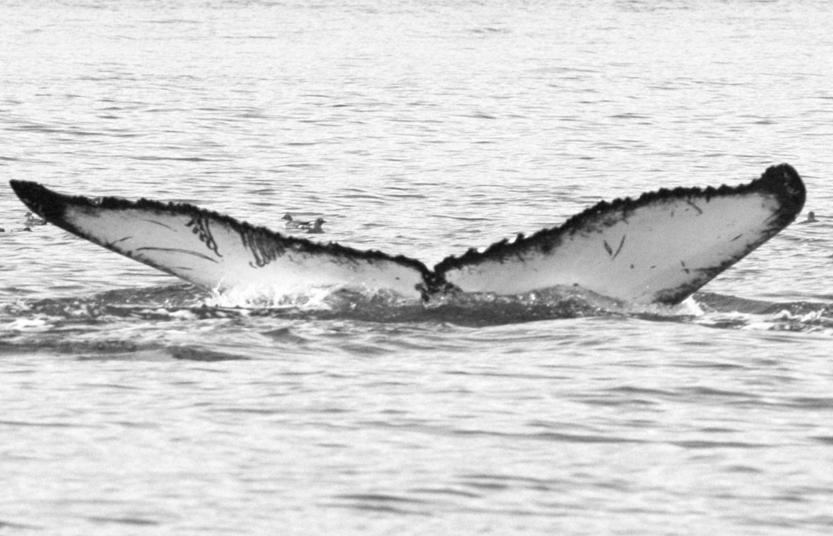 Fluke of BCZ0284