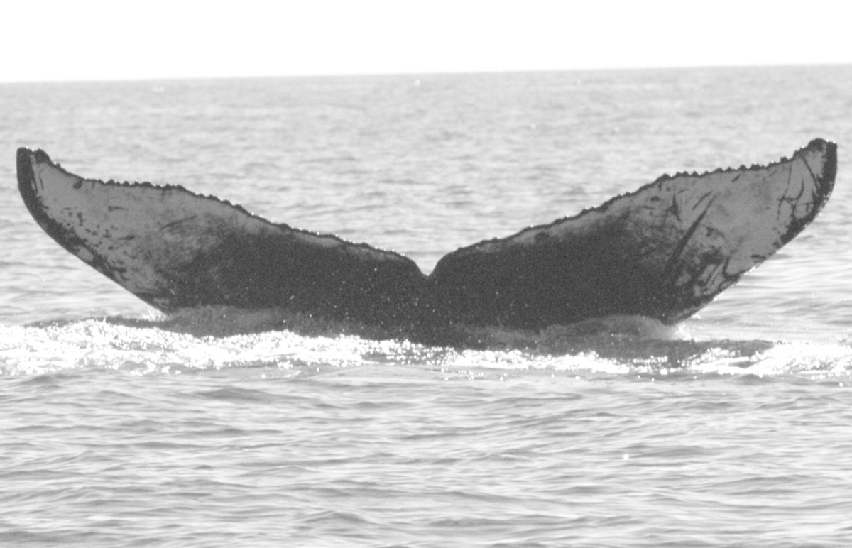 Fluke of BCY0572