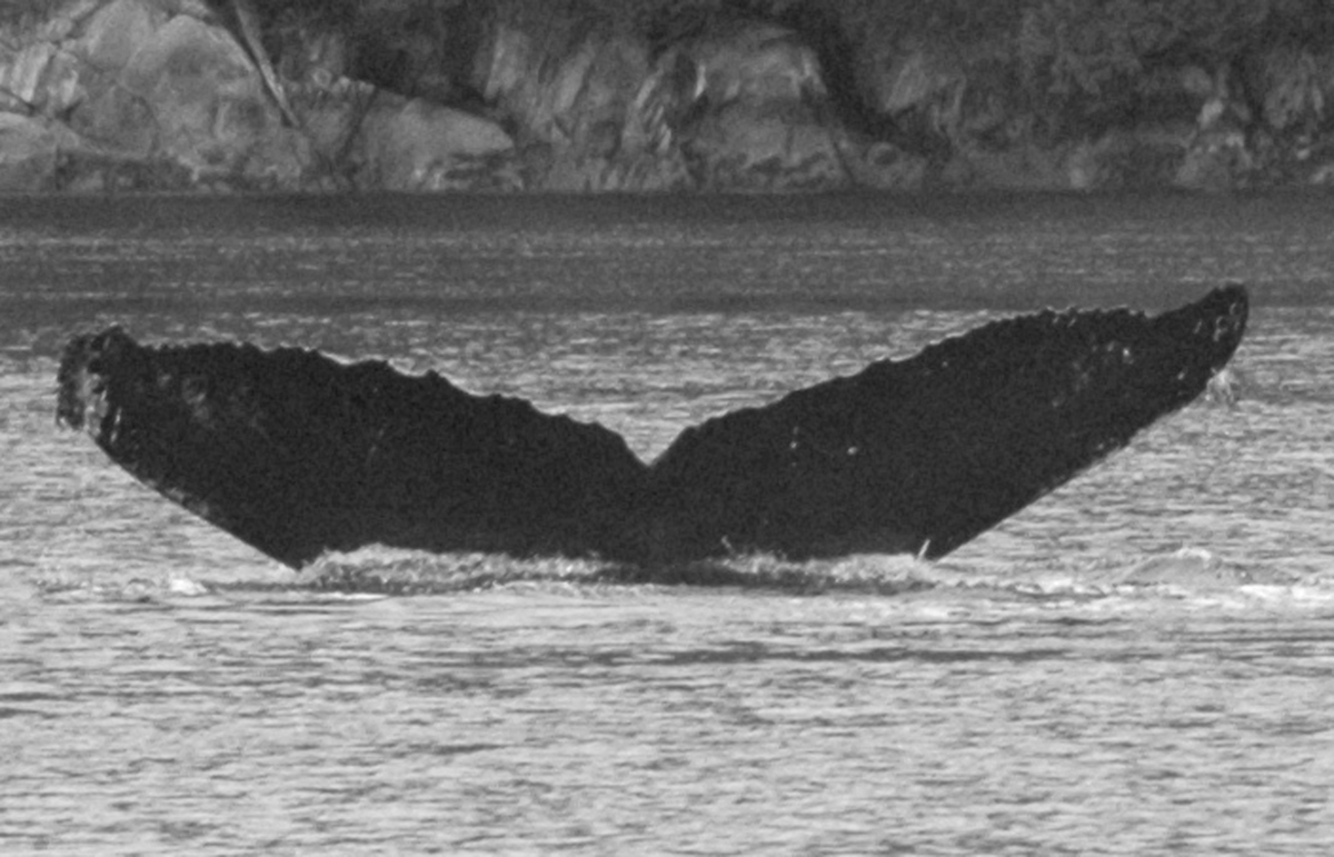 Fluke of BCX0453