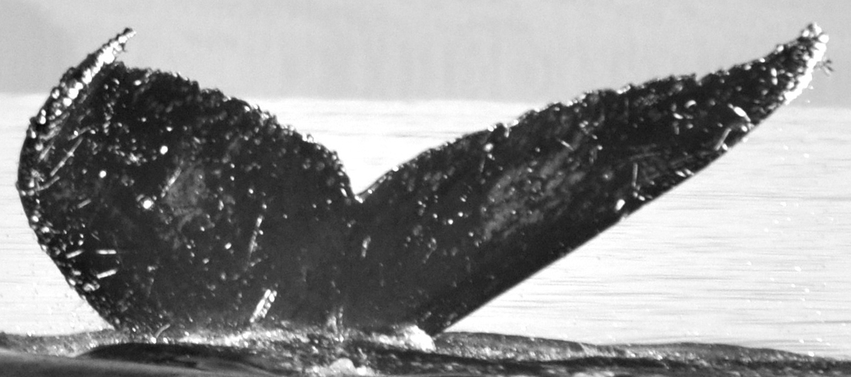 Fluke of Tripartita aka Hoopuehu or Huzza (FS)