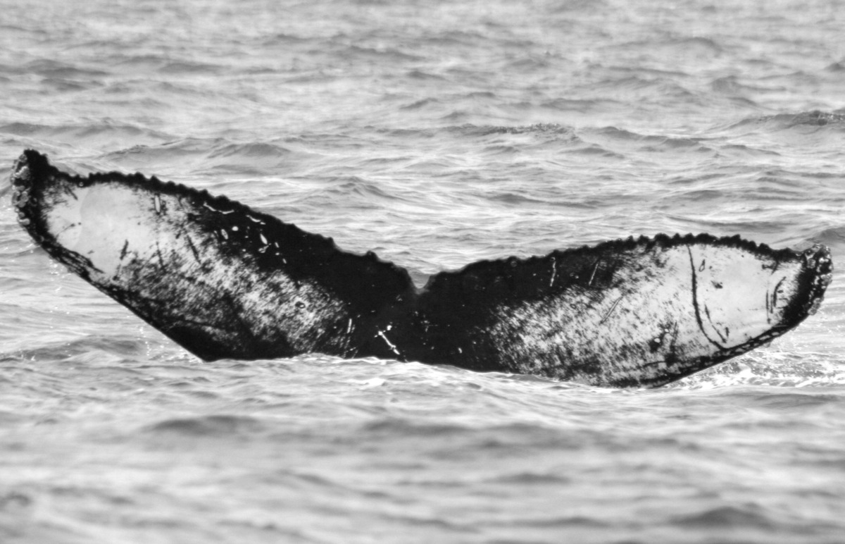 Fluke of BCY0203