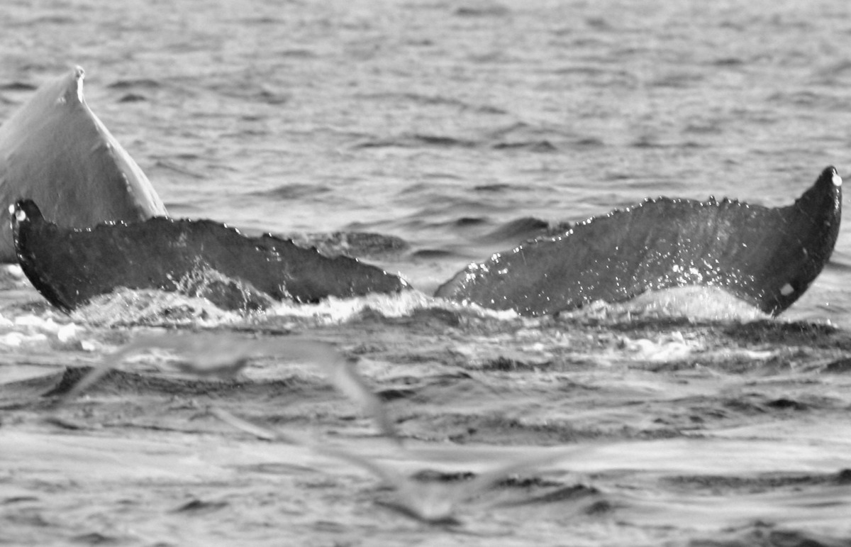 Fluke of BCX1051