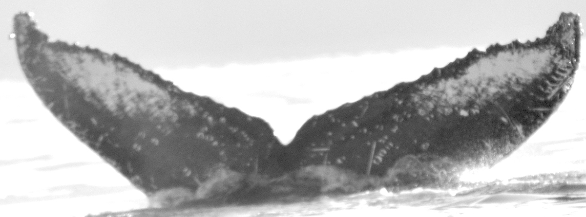 Fluke of Tembatsu