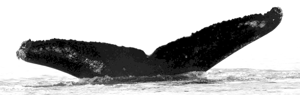 Fluke of Tashtego (FS)