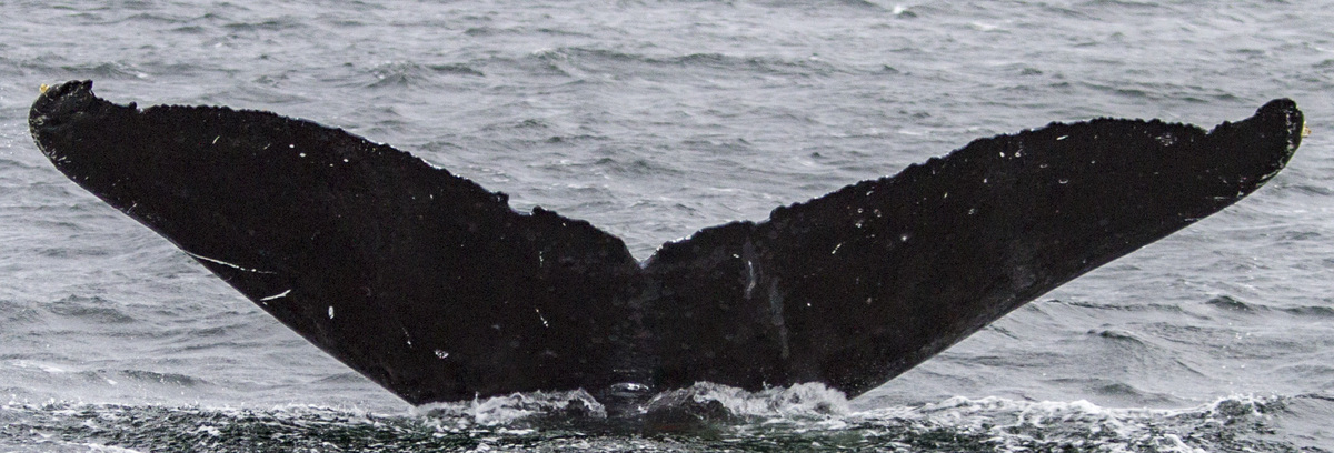 Fluke of Pinch (BC)