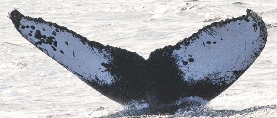 Fluke of CRC-15386