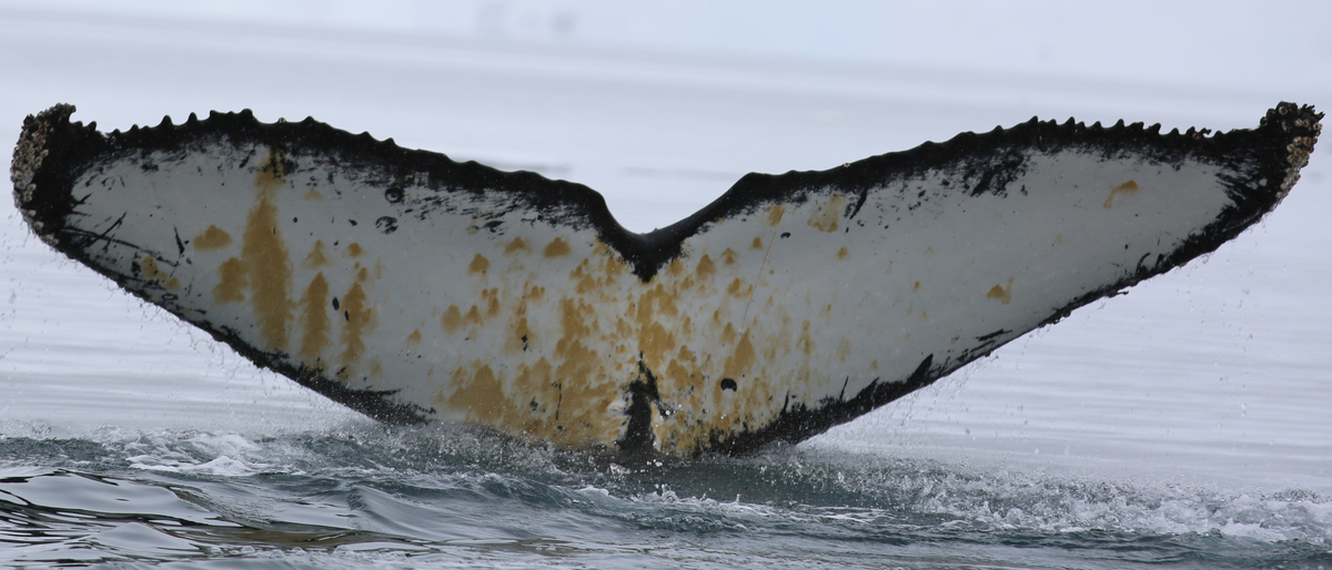 Fluke of HW-MN1300635