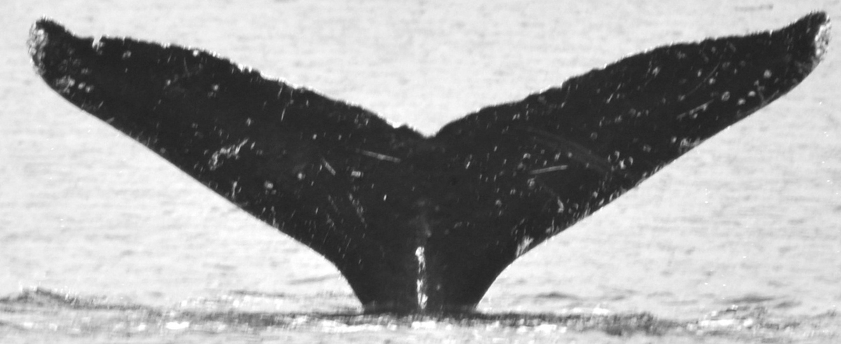 Fluke of Slinky (FS)