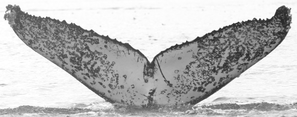 Fluke of Sevusevu