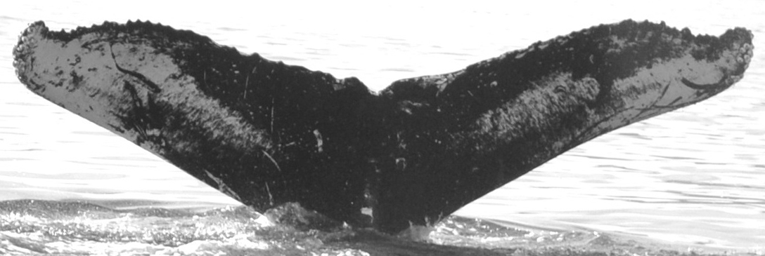 Fluke of Sandelwood (FS)