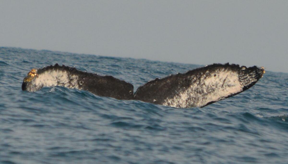 Fluke of CRC-11309