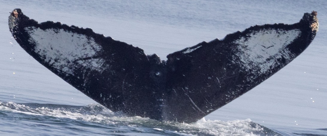 Fluke of Rasta (SE Alaska) aka Yukon (Juneau)