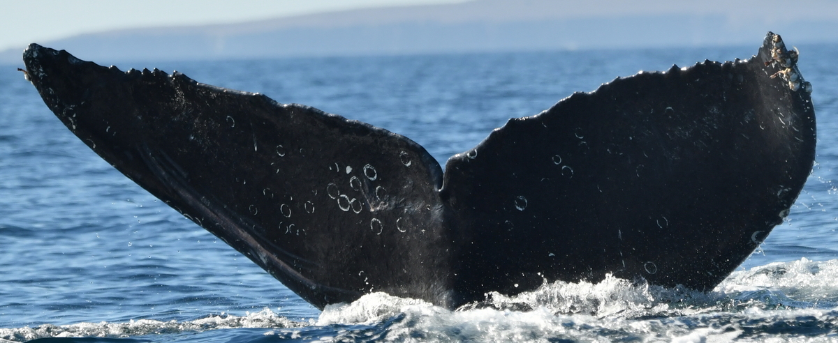 Fluke of CRC-30032