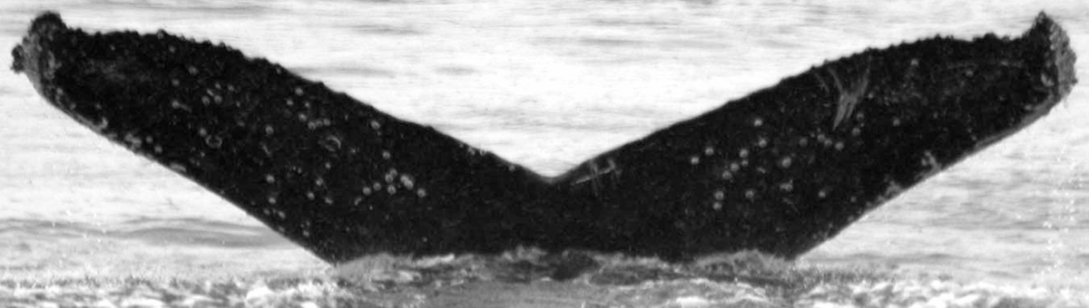 Fluke of Oioina