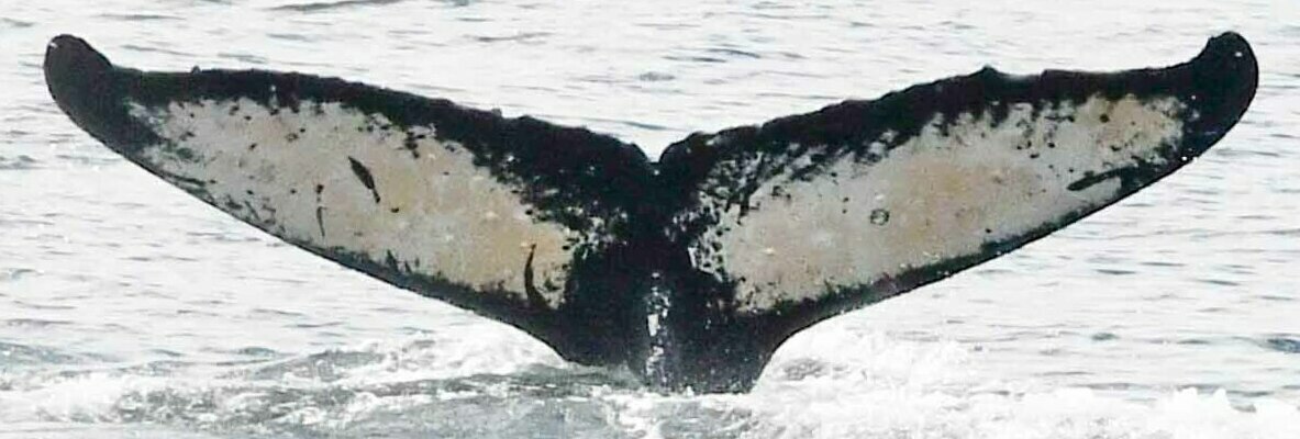 Fluke of Ocallaghan