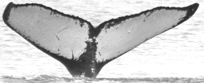 Fluke of NepuPalaoa