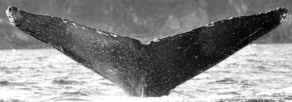 Fluke of Neillio (FS)