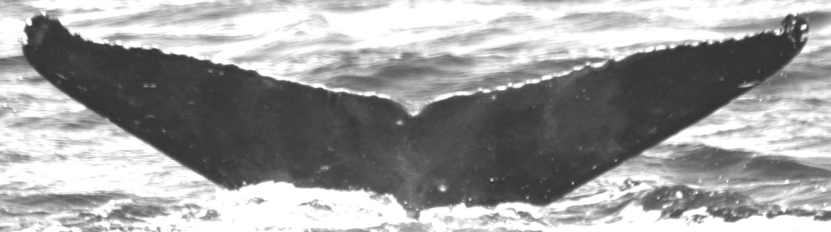 Fluke of Naaukake