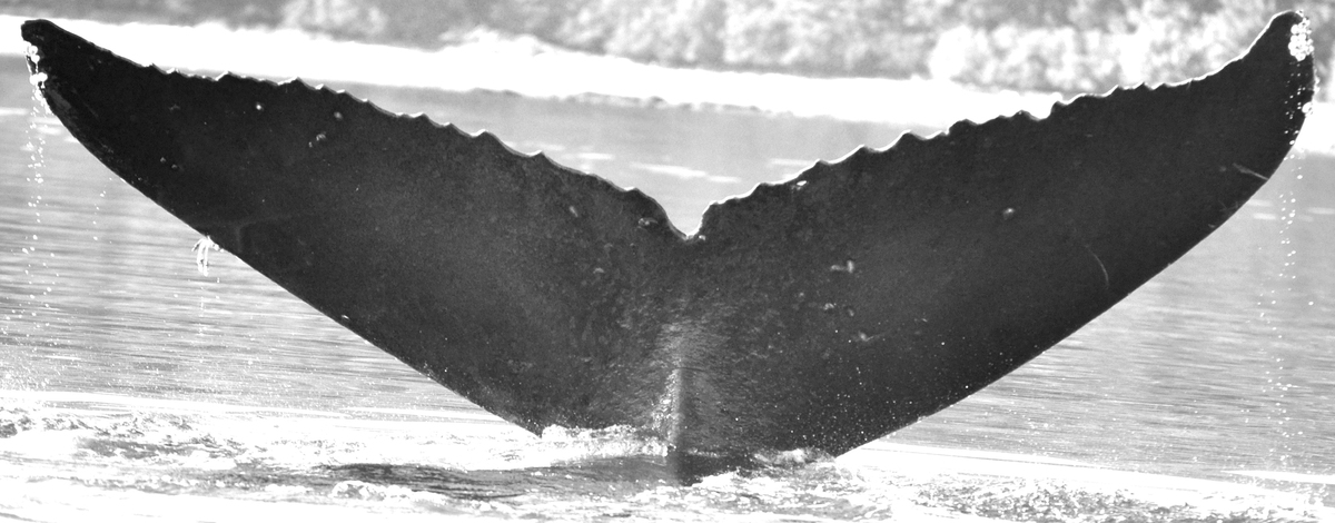 Fluke of Purshia (FS)