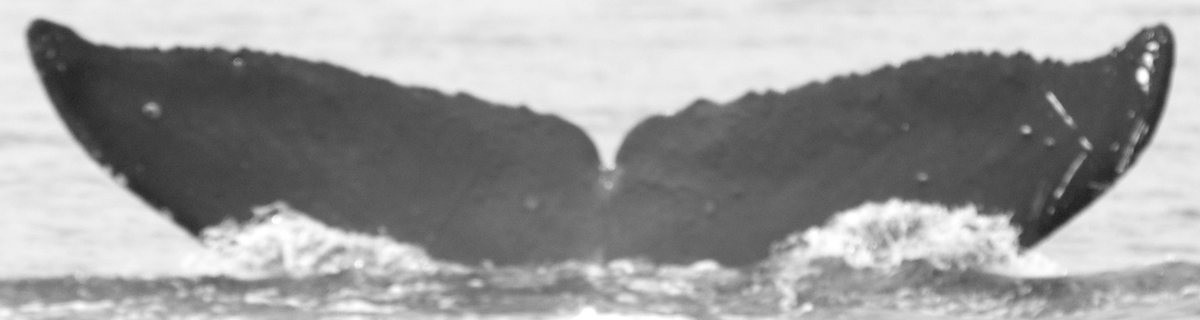 Fluke of Pupule (FS)