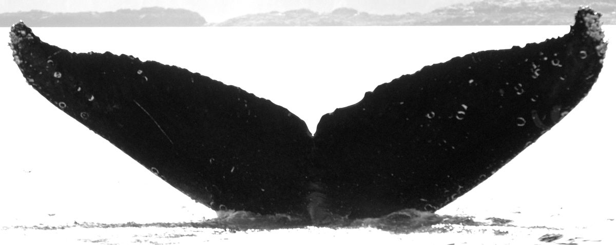 Fluke of PuleMahiki