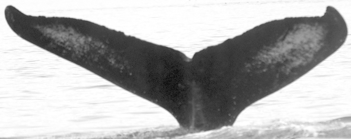 Fluke of Psathyrella