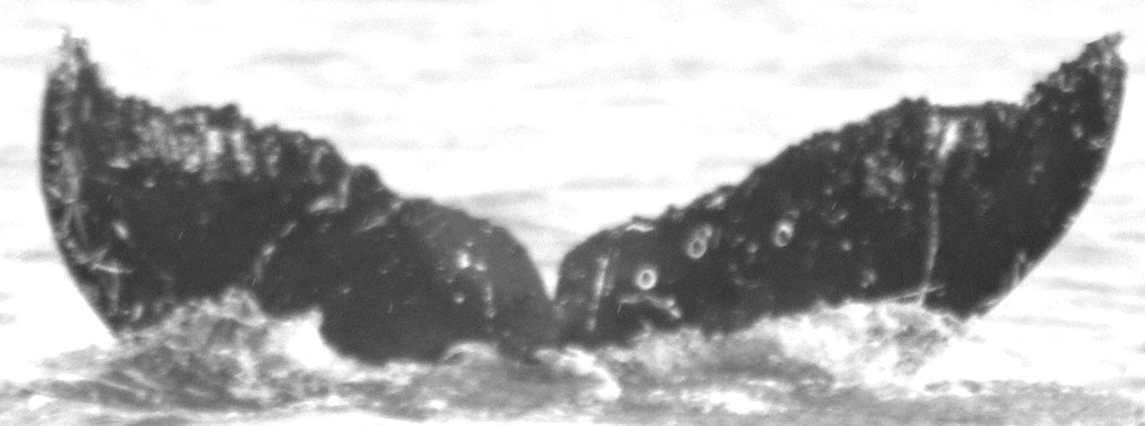 Fluke of PopokiWawae (FS)
