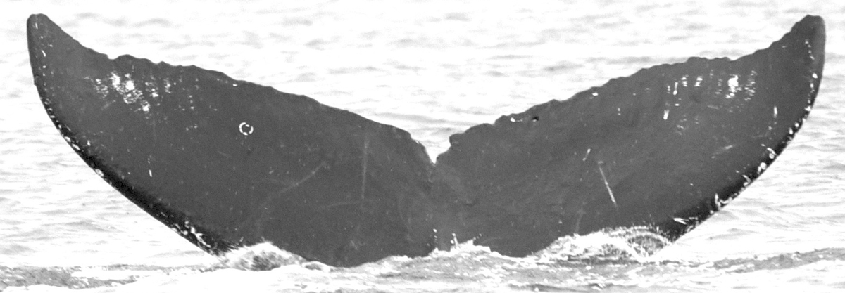 Fluke of Poniuniu