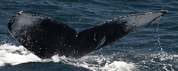 Fluke of CRC-19945