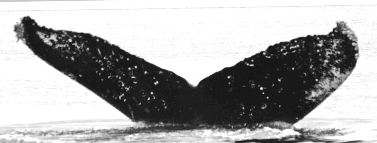 Fluke of Pippin (FS)