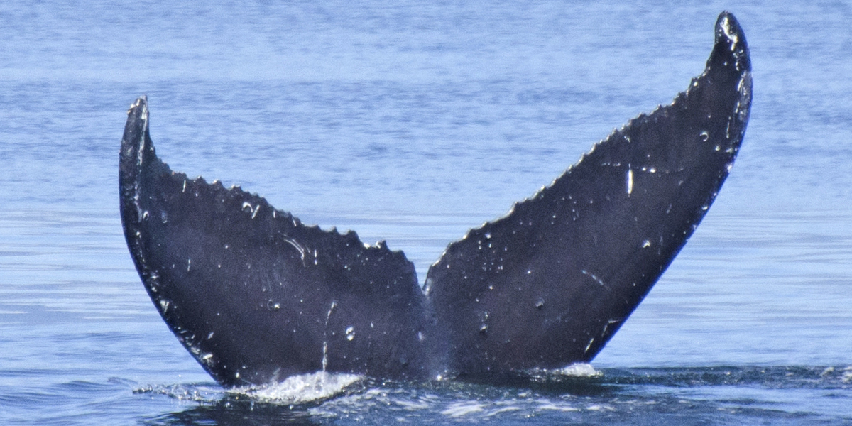 Fluke of Pilialoha