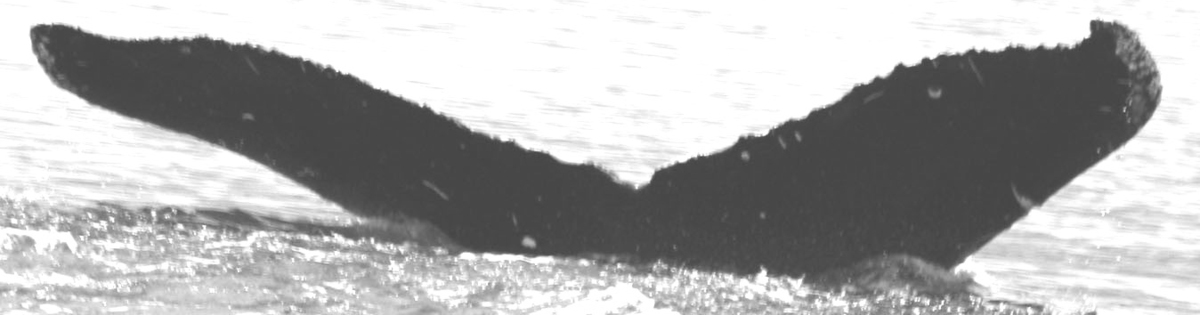 Fluke of Pikoholo