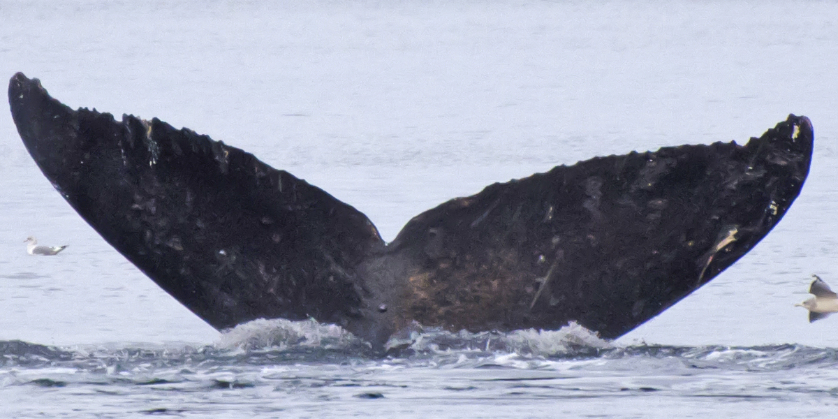 Fluke of Paukumu aka Tabara (FS)