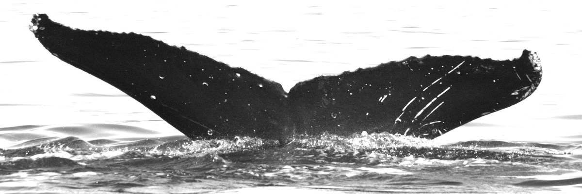 Fluke of Pauhana (FS)