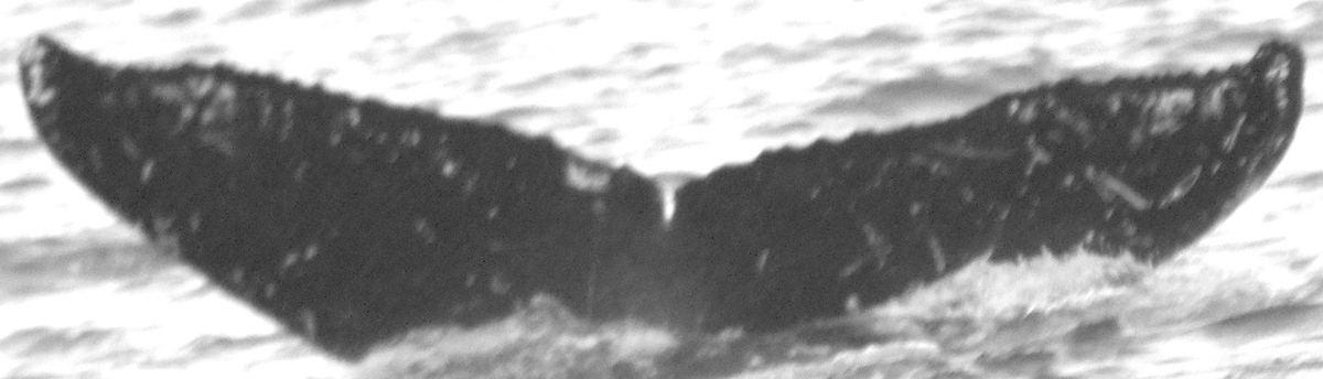 Fluke of Pandanus (FS)