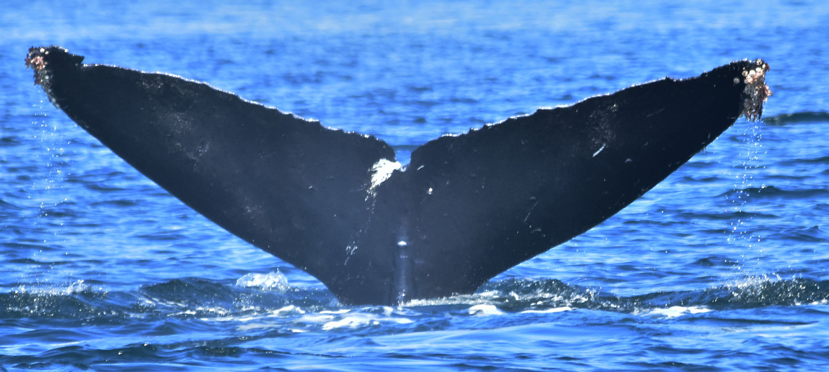Fluke of Niagara (British Columbia) aka Dixon (Clayoquot)