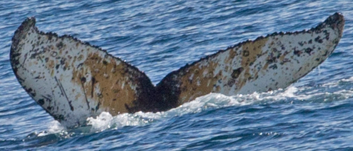 Fluke of HW-MN1300498