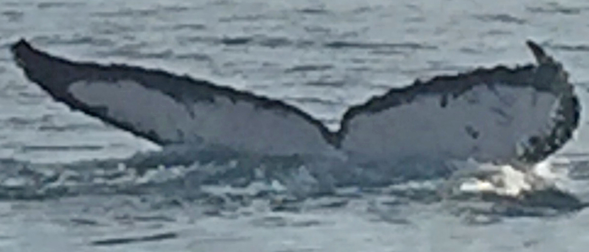 Fluke of CRC-18419
