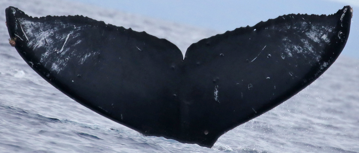 Fluke of CRC-15448